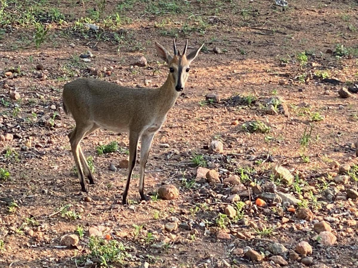 הוילה מרלות' פארק Birdsong Kruger מראה חיצוני תמונה